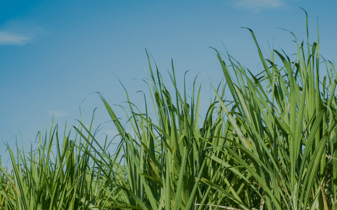 What is Bagasse? | The Sustainable, Compostable Alternative to Plastic 