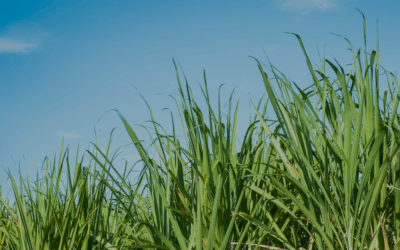 What is Bagasse? | The Sustainable, Compostable Alternative to Plastic